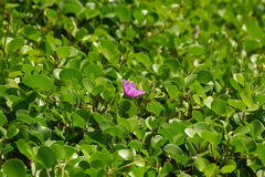 Ipomoea pes-caprae