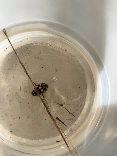 Sunburst Diving Beetle