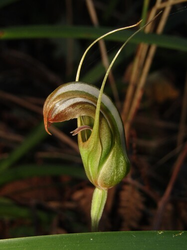 Pterostylis ophioglossa, photograph 5