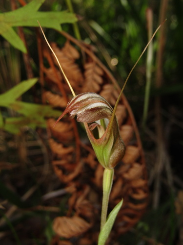 Pterostylis ophioglossa, photograph 4