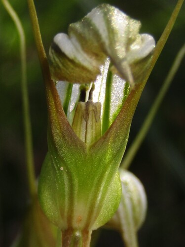 Pterostylis ophioglossa, photograph 1