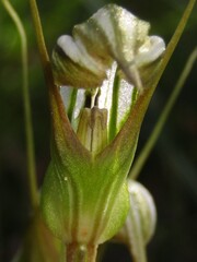 Pterostylis ophioglossa