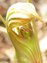 Pterostylis ophioglossa, photograph (c) Samuel Frankel, some rights reserved (CC BY)