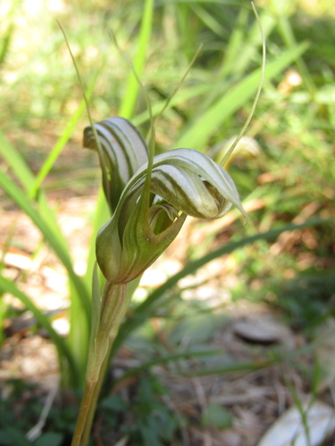 Pterostylis ophioglossa, photograph 2