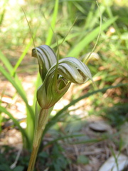 Pterostylis ophioglossa, photograph (c) Samuel Frankel, some rights reserved (CC BY)