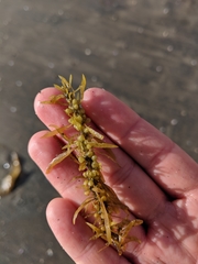 Sargassum muticum