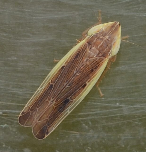 Nicolaus atrogilvus