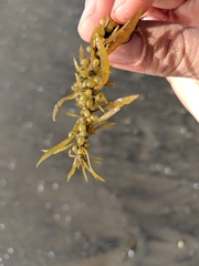 Sargassum muticum