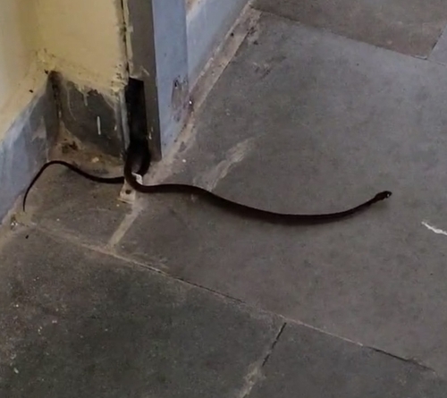 Bindee keelback