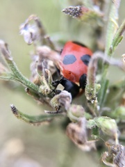 Coccinella septempunctata