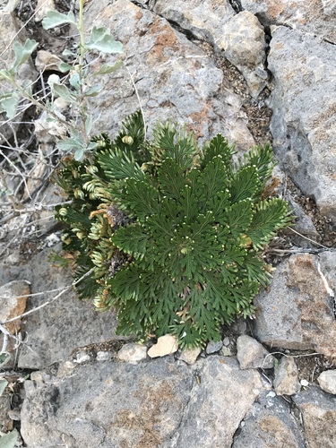 resurrection plant