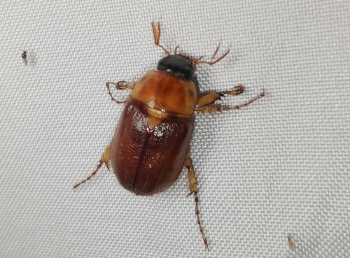 Northern Masked Chafer photo 3