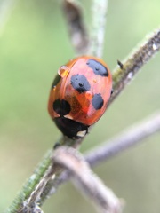 Coccinella septempunctata