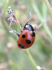 Coccinella septempunctata
