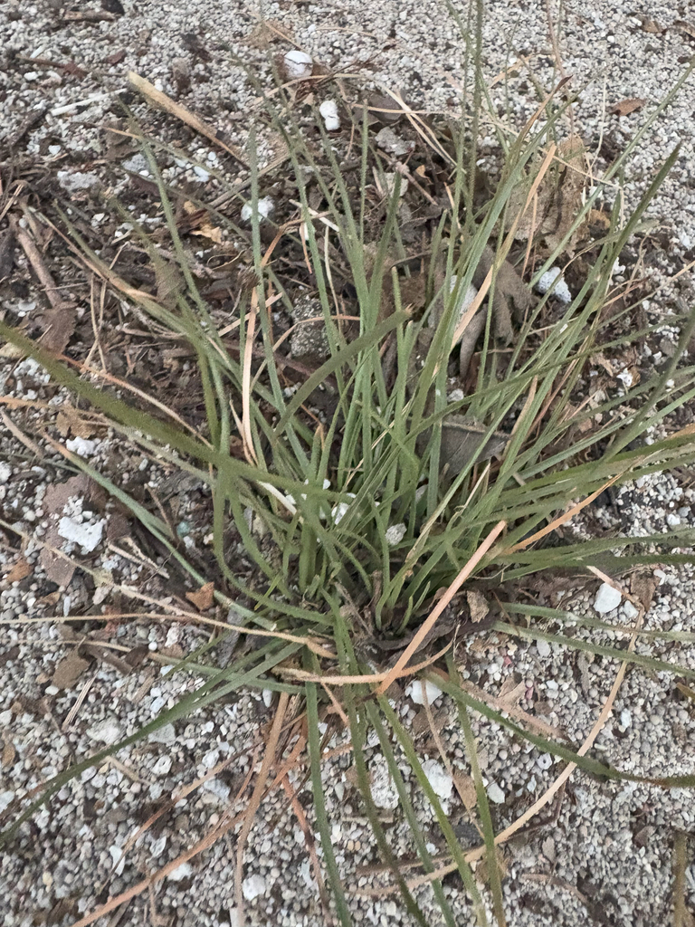Tropical Fimbry (Fimbristylis cymosa)