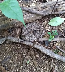 Crotalus stejnegeri