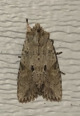 Lithophane patefacta