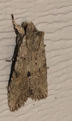 Lithophane patefacta