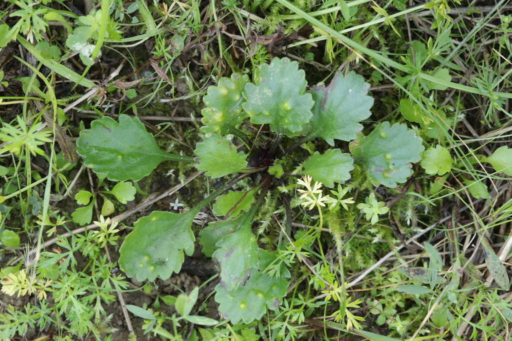 Trioza chrysanthemi