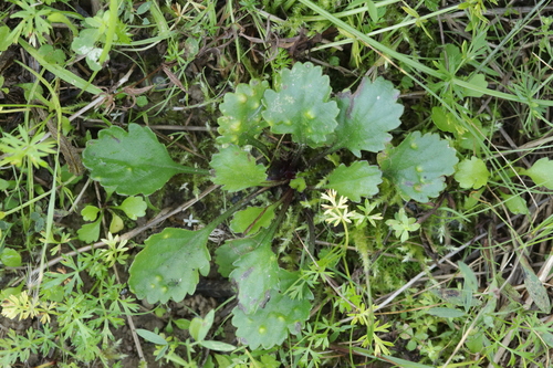 Trioza chrysanthemi