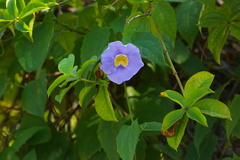 Thunbergia grandiflora