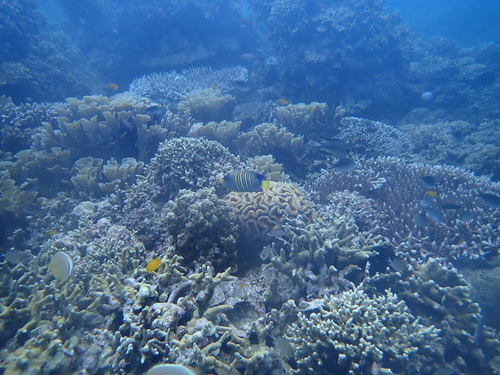 Pygoplites diacanthus