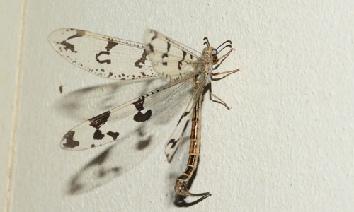 Palparidius