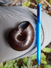 Powelliphanta annectens