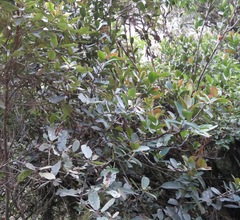 Marcgraviastrum macrocarpum