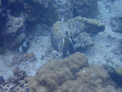 Heniochus varius