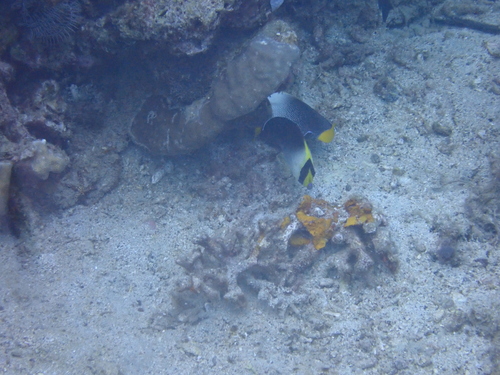 Chaetodontoplus mesoleucus