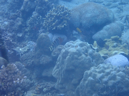 Cheilinus fasciatus