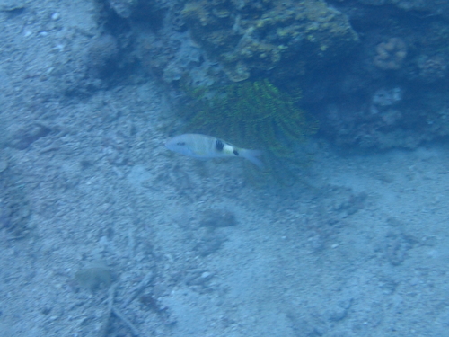 Parupeneus multifasciatus