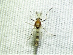 Coelotanypus tricolor