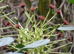 Schwartzia magnifica
