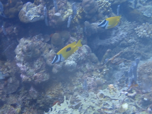 Siganus unimaculatus