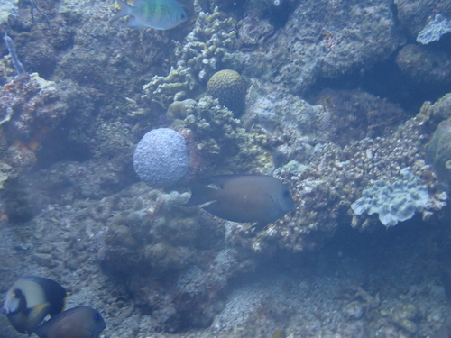 Ctenochaetus binotatus