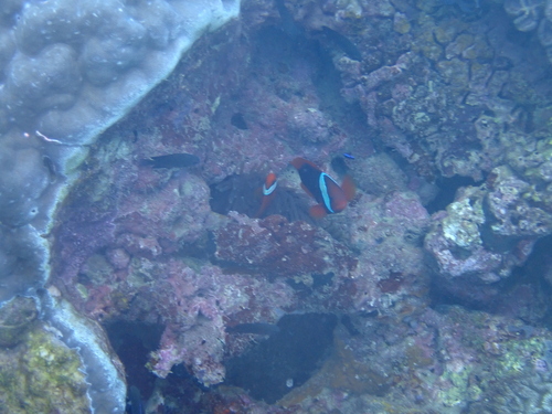 Amphiprion frenatus