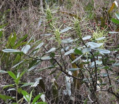 Schwartzia magnifica