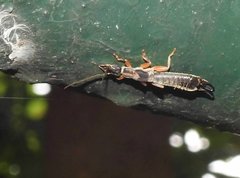 Cranopygia