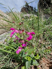 Salvia angustiarum