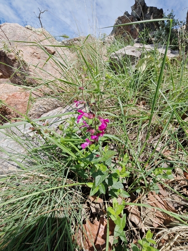 Salvia angustiarum, photograph 2