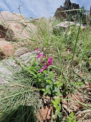 author not stated, no rights reserved Salvia angustiarum, photograph author not stated, no rights reserved
