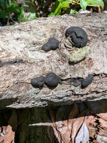 Annulohypoxylon truncatum