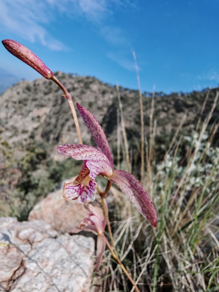 Bletia ensifolia