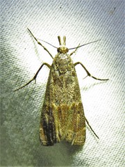 Prionapteryx indentella