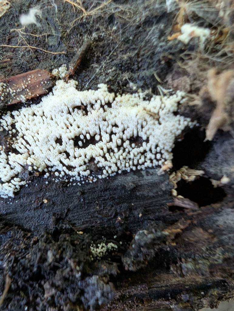Henningsomyces candidus · July 2025 · photo: © atsushi_nakajima_cirque (iNaturalist, cc-by)