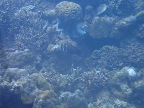 Hemigymnus fasciatus