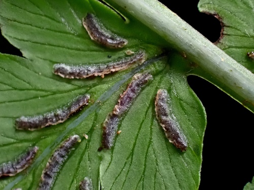 Diplazium squamigerum observed 2025-07-11