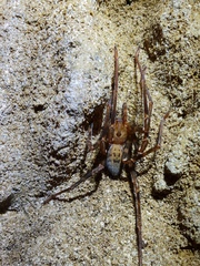 Spelungula cavernicola
